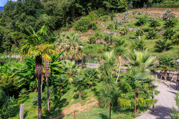 Palm trees next to a hiking path in the mountains from Tirol (Dorf Tirol) towards Merano in South Tyrol, Italy