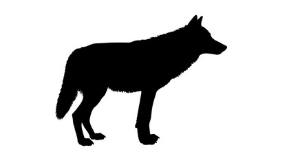 Silhouette of a wolf
