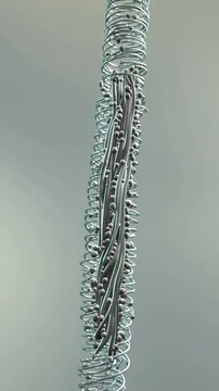 Actin and Myosin Filaments Sliding in Muscle Fiber