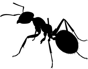 Silhouette of an ant (1)
