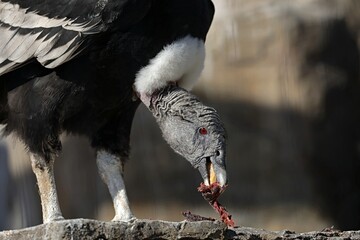 肉を食べるメスのアンデスコンドル