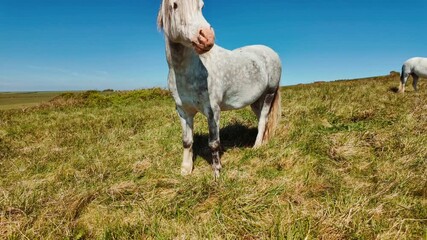 Welsh mountain ponies in a natural grassy seaside landscape, with windswept grass, low dunes and open shore