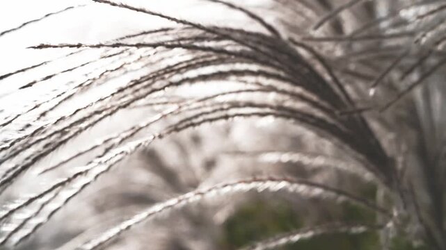 Delicate feathery seed heads of a tall grass bathed in soft light