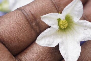 Coccinia indica flower is small, white, star-shaped with delicate petals, blooming beautifully among green vines, symbolizing purity and freshness