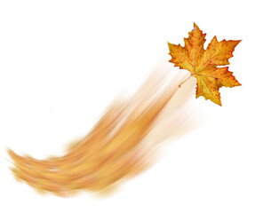 leaf leaves isolated for background