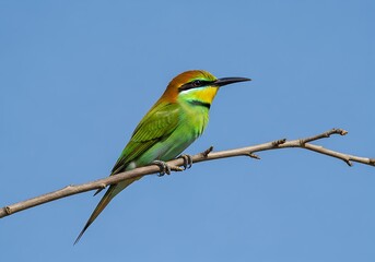 Colorful Bee-eater Bird on Branch.