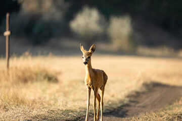 Roe deer on a country track in warm evening light 