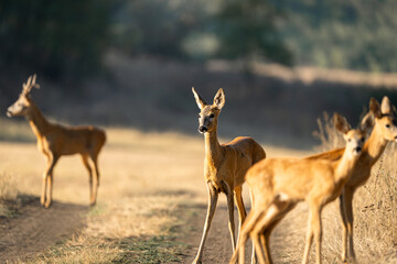 Four roe deer along a dusty country track in warm side light