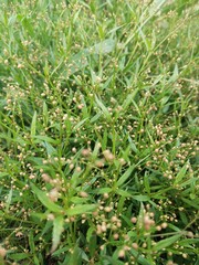 Green Grass With Drops Of Dew