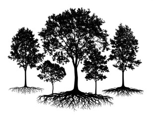 Silhouettes of four trees with exposed roots