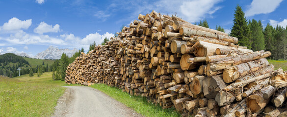 Thousands of stacked logs from forests destroyed by the European spruce bark beetle. Pile of wooden...