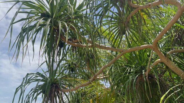 Low angle view of pandanus tree branches with long green leaves and fruit heads against bright sky in Puerto Princesa Palawan Philippines