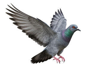 Isolated Rock Pigeon Taking Flight With Wings Spread, Puffed Chest, and Orange Eyes