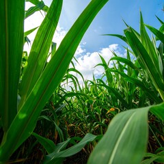 Fototapeta premium Lush green corn leaves against a blue summer sky