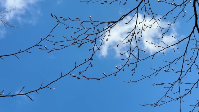 Graceful tree branches with swollen buds in early spring against the sky.