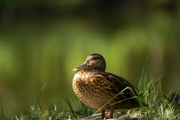 Sun-lit mallard hen on grassy slope by quiet pond (clean background)