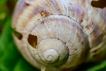 Close-Up of a Snail Shell with Spiral Pattern