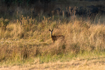 Roe deer standing in sun-bleached meadow grasses at forest fringe
