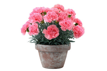 Obraz premium Pink Carnation Bouquet in Rustic Pot on Transparent Background