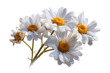 Obraz premium Daisy bouquet isolated on transparent background for product photos