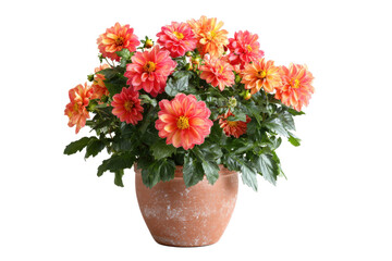 Fototapeta premium Dahlia Flowers in Pot on Transparent Background