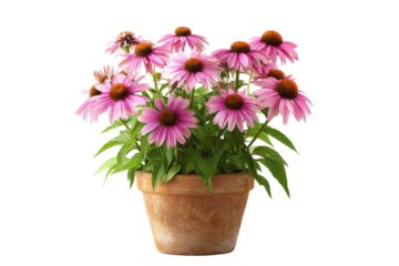 Pink Echinacea Coneflower in Pot on Transparent Background