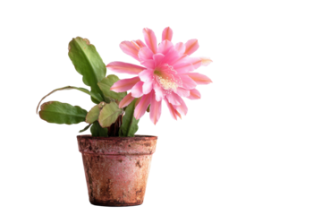 Pink Epiphyllum Orchid Cactus in Rustic Pot on White Background