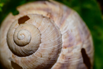 Close-Up of Spiral Snail Shell on Leaf