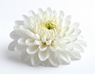 Beautiful White Flower on White Background