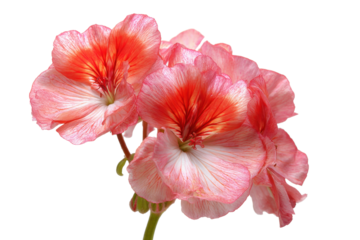 Geranium blossoms isolated on transparent background