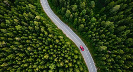 close up of green cabbage