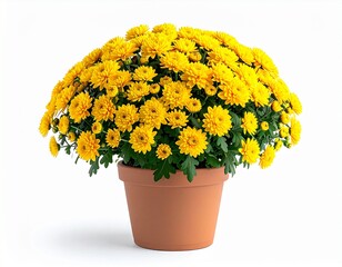 Fototapeta premium Fresh Yellow Chrysanthemum Flower in Pot