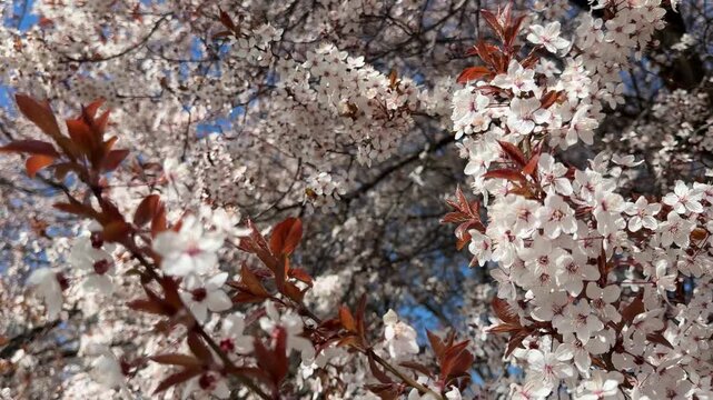Spring blossom white flowers of prunus cerasifera tree.