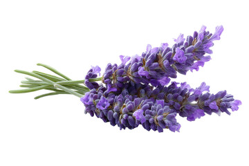Lavender sprigs on white background, clean studio shot