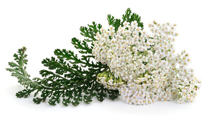 Fresh white yarrow flowers with green leaves isolated on white background