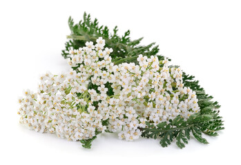 Fresh white yarrow flowers with green leaves isolated on white background