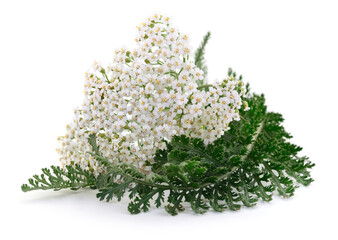 Fresh white yarrow flowers with green leaves isolated on white background