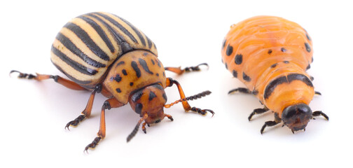 Colorado potato beetle adult and larva isolated on white background