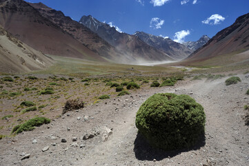 Desert landscape with sparse vegetation and distant hills under a clear blue sky. Vegetation of mountains during the dry season