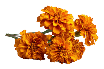 Orange marigold bouquet on transparent background