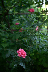 Vibrant Pink Rose in Lush Green Garden