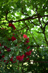 Vibrant Red Roses in a Lush Garden
