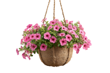 Petunia Hanging Basket Flowers on Transparent Background
