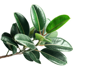 Rubber plant branch isolated on transparent background