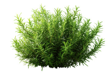 Rosemary herb bush isolated on transparent background