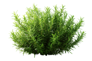 Rosemary herb bush isolated on transparent background