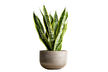 Snake plant in pot on transparent background