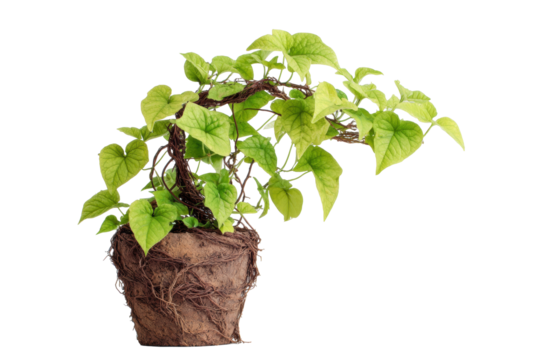 Sweet potato vine in a rustic pot on transparent background
