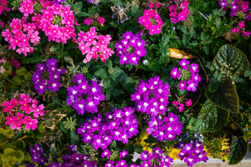 variety of colorful flowers in a garden, including pink, purple, and yellow blooms.
