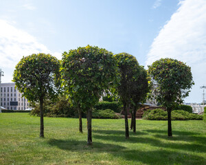 park with trees and a clear blue sky.